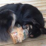 CBD for dogs