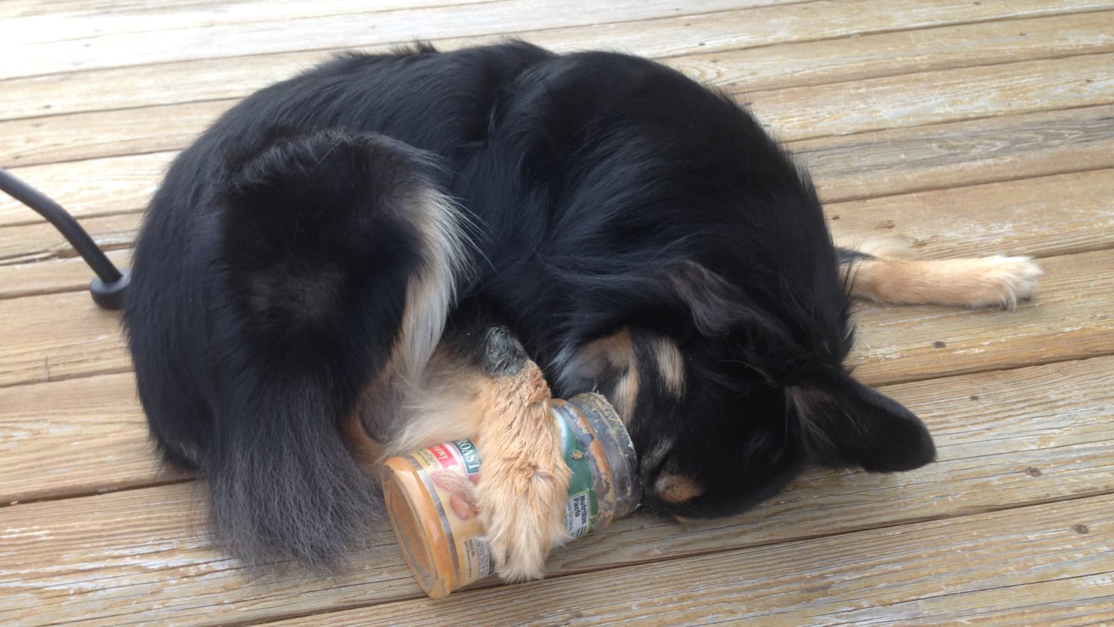 CBD for dogs