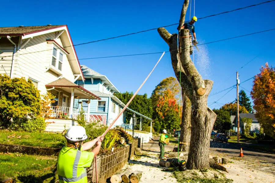 Branching Out to Excellence: The Award-Winning Portland Tree Service You Can Trust