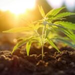 more info on cannabis