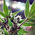 HHC vs Delta-8 THC: Which is More Potent?