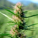 Advantages of CBD Gummies