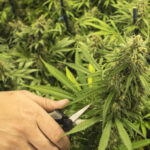 Prioritizing Sustainability and Ethics: A Closer Look at Our CBD Flower Sourcing Process