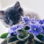 Flower Safety for Cats: What to Avoid in Your Garden