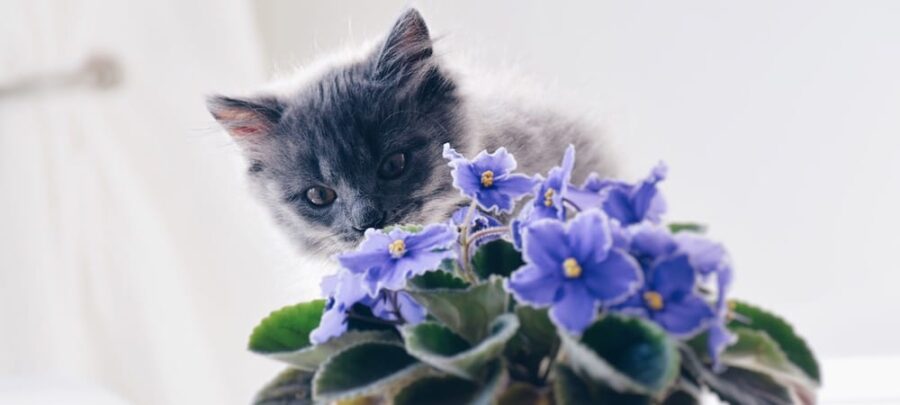 Flower Safety for Cats: What to Avoid in Your Garden