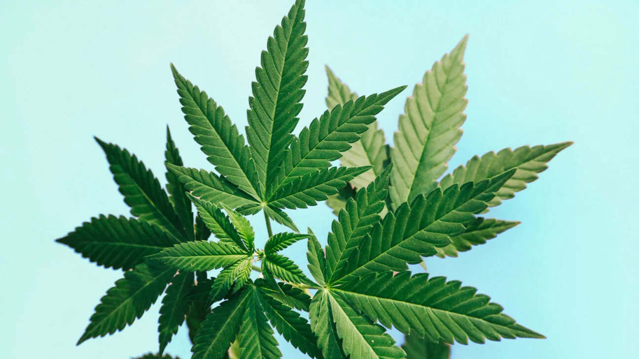 https://onpattison.com/news-from-our-partners/best-delta-8-flower-of-2026-strongest-cleanest-strains-ranked/
